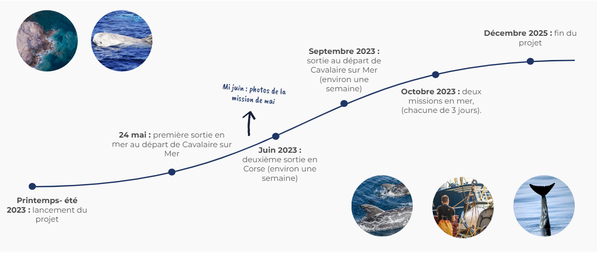 chronologie-dauphins-risso-corse